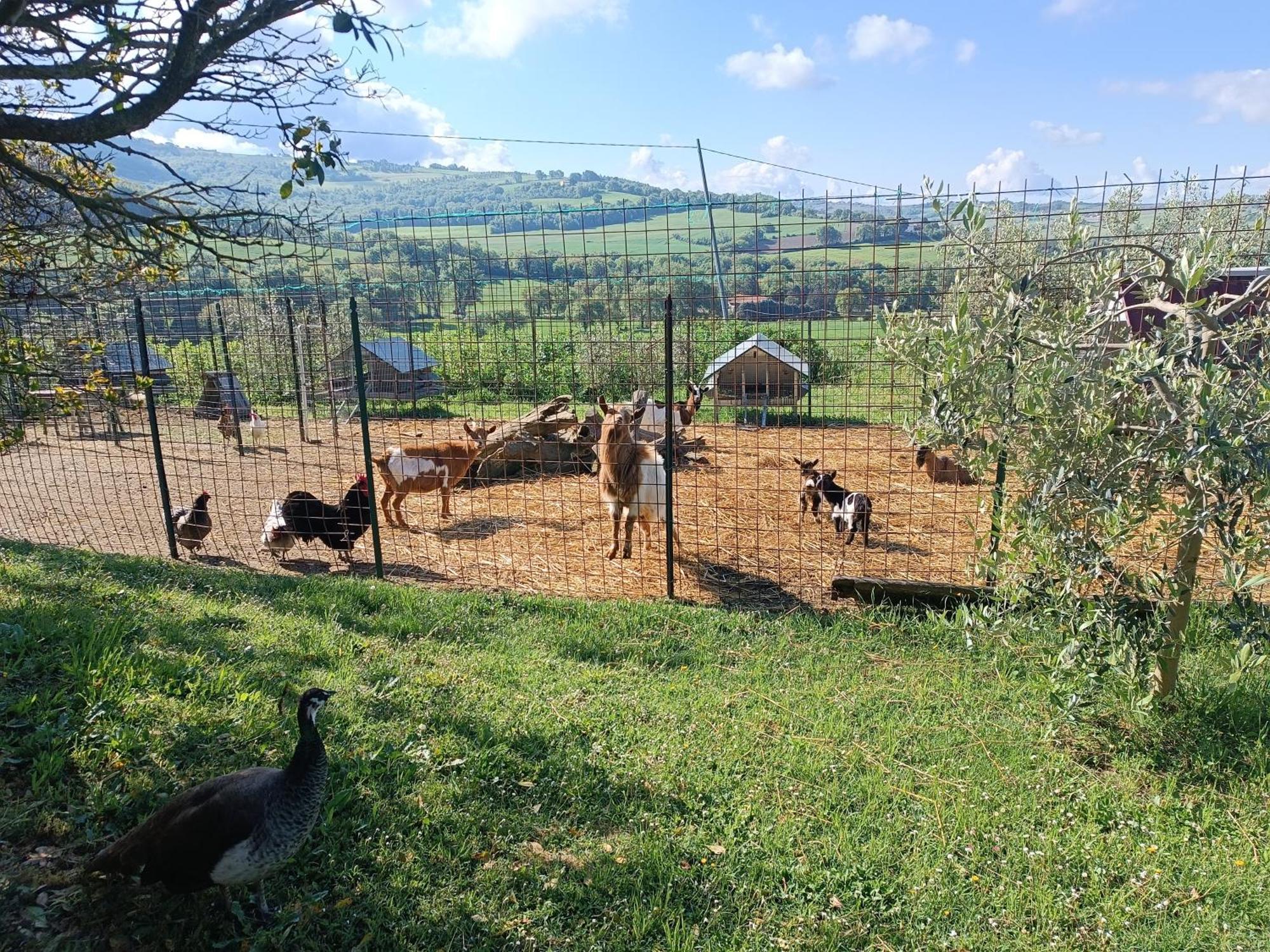 La Piccola Fattoria Villa Todi Ngoại thất bức ảnh