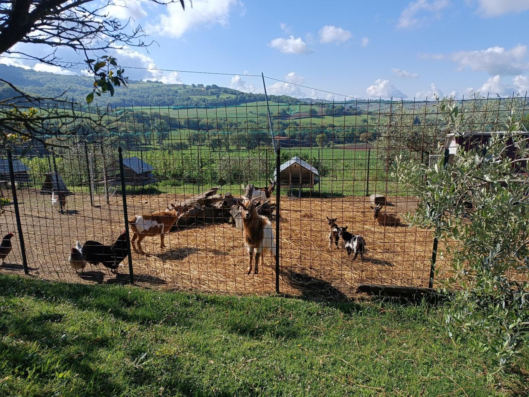 La Piccola Fattoria Villa Todi Ngoại thất bức ảnh